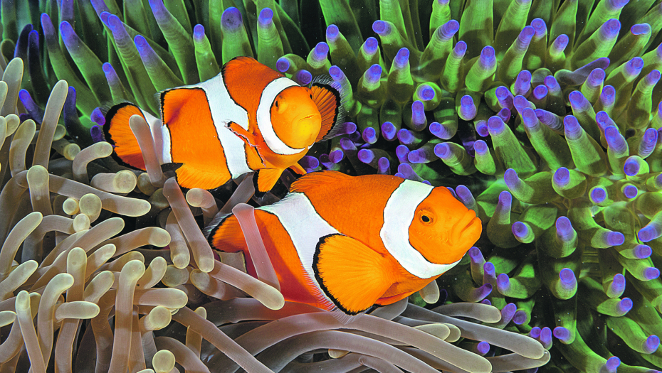 KLOVNOVI TRANDŽE Otkrivene ribe koje menjaju pol