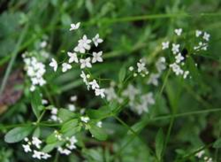 BOLJA OD LUKOVINE Srpski travar otkriva da je ova biljka neprevaziđena za farbanje jaja, raste i u Beogradu
