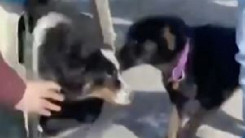 PREŠAO 240 KILOMETARA DO KUĆE! Epsko putovanje psa preko Beringovog mora, preživeo napad medveda!