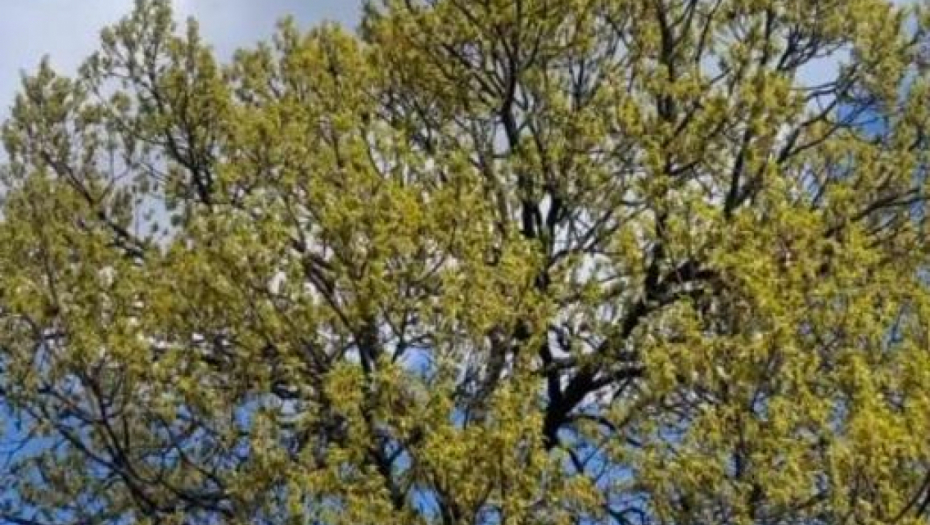 Sloboda i Vojin vikendica 