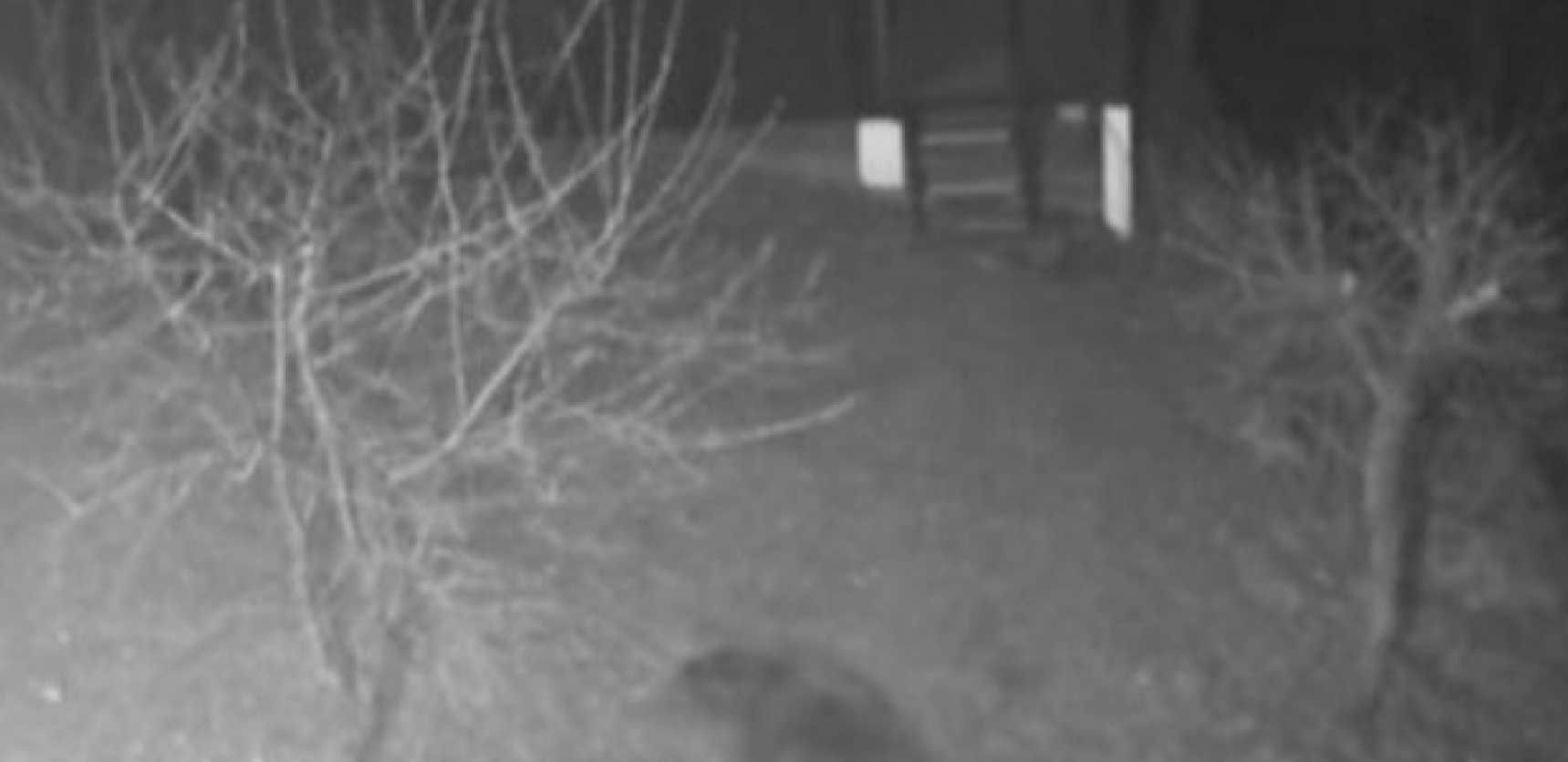 SELO OPSEDA OGROMNA ZVER! Meštani Prijepolja u strahu - prvo ugledali džinovske tragove (FOTO)