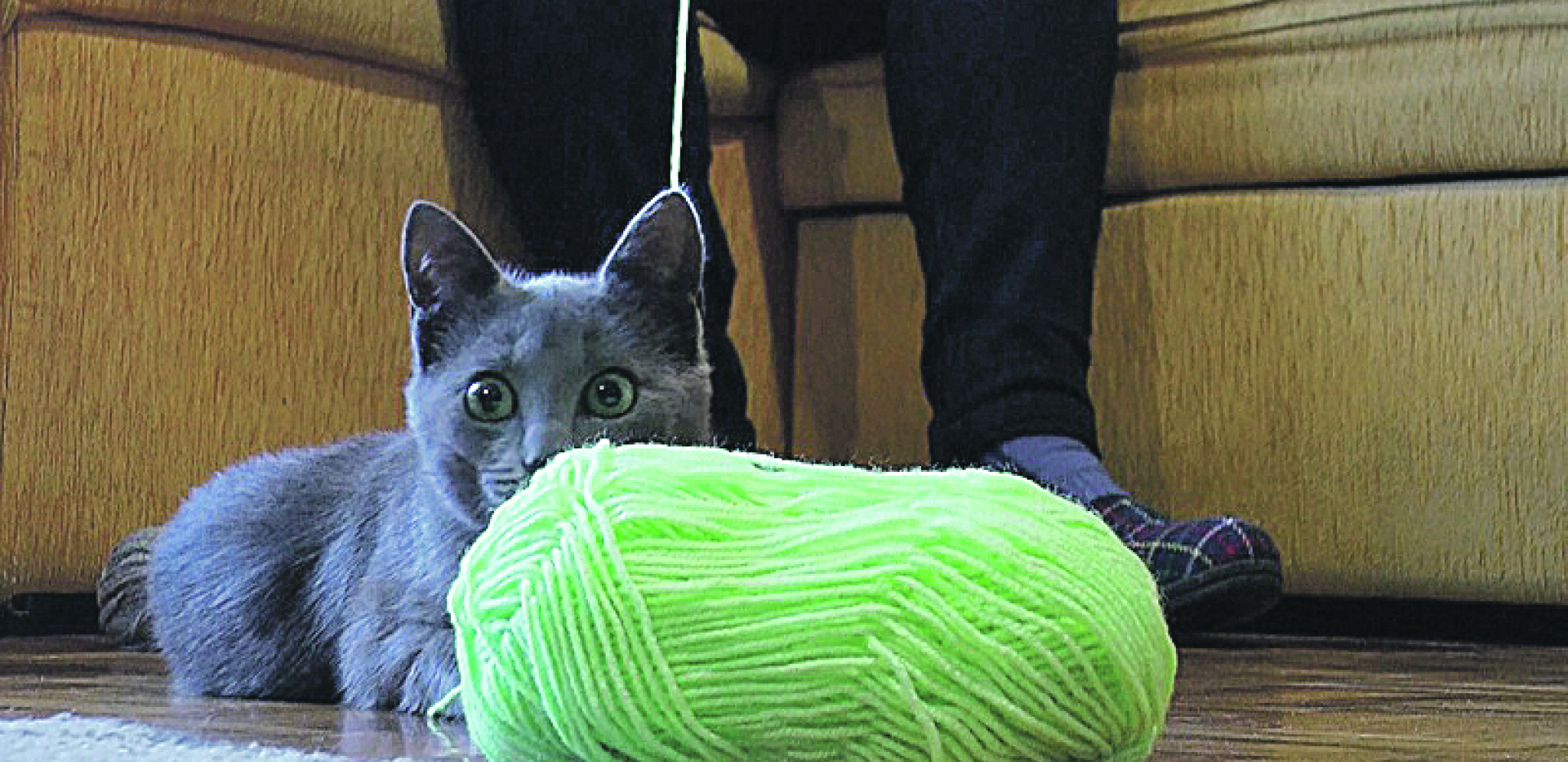 NAJNEOBIČNIJEG ŠEGRTA U SRBIJI ima Borislava iz Čačka: Mačak Milisav mrsi i odmrsuje konce