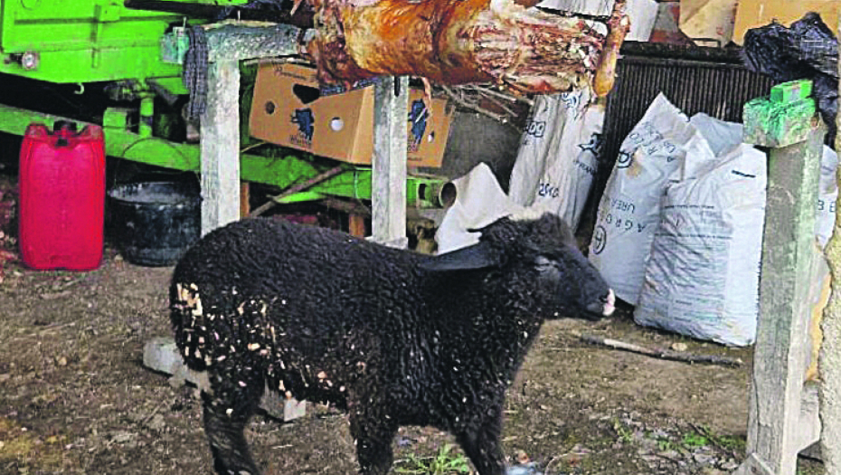 IZBEGLA TRADICIJU Crna ovca preživela Vaskrs