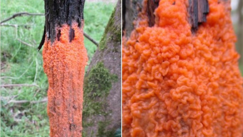 NAJEZDA "GROBLJANKI" U BEOGRADU Ovakvo drvo bolje je ne dirati