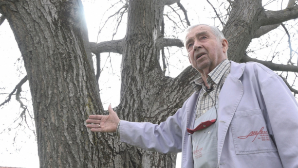 ČUDO PRIRODE Najveći orah na Balkanu raste u Ljubić polju, Momir ga posadio pre 36 godina (FOTO)