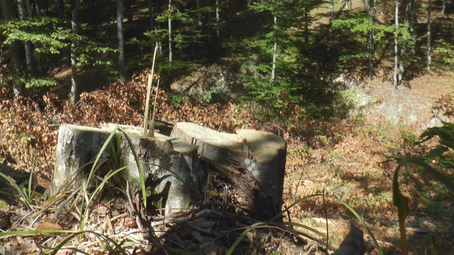 TRAGIČNO OKONČANA POTRAGA ZA NESTALIM NOVAKOM Beživotno telo pronađeno u šumi, 2 kilometra od njegove kuće