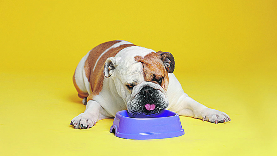 RECEPT DANA Omlet od pileće džigerice s ruzmarinom i hlebom za najbolje kuče na svetu