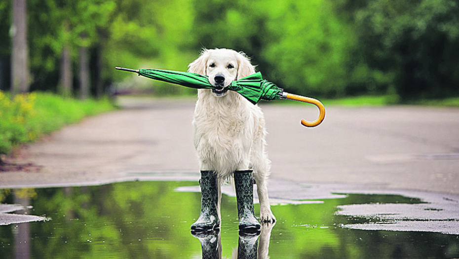 Otkriven najpouzdaniji meteorolog na svetu, samo je potrebno da ga pažljivo posmatrate