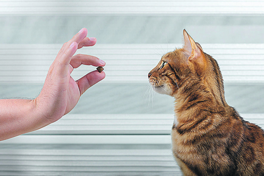 DRESURA MAČKE zvuči kao nemoguća misija, ali uz naše savete biće poslušna kao pas