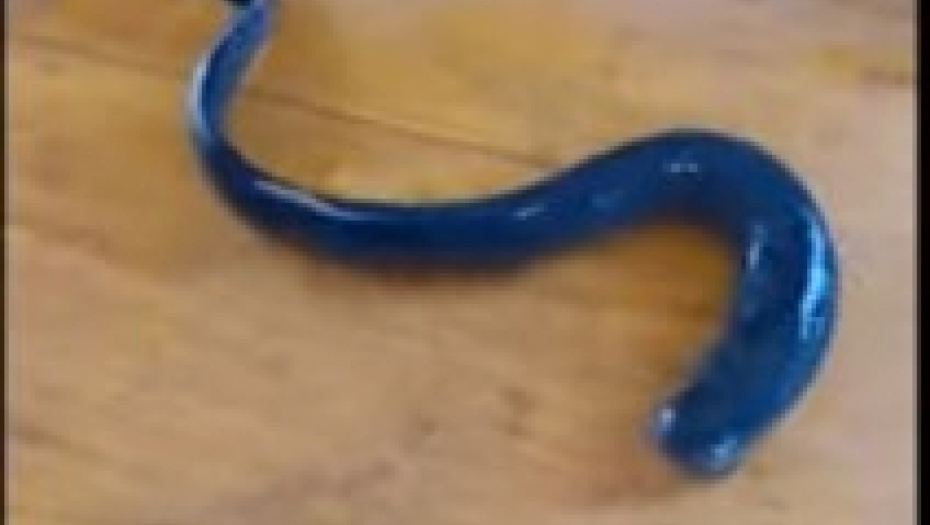 HRVATI ULOVILI ŽIVOG FOSILA Praistorijsko stvorenje pliva dok se ne zalepi za plen i sisa mu krv