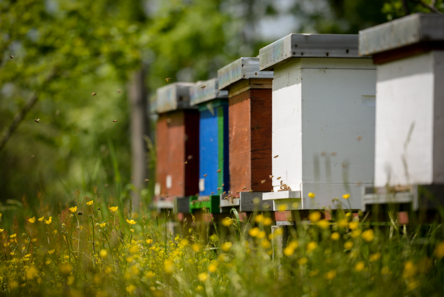 PREVARA Ogromne količine falsifikovanih pčelinjih proizvoda na tržištu: Lažni med košta, a nije ni hrana ni lek