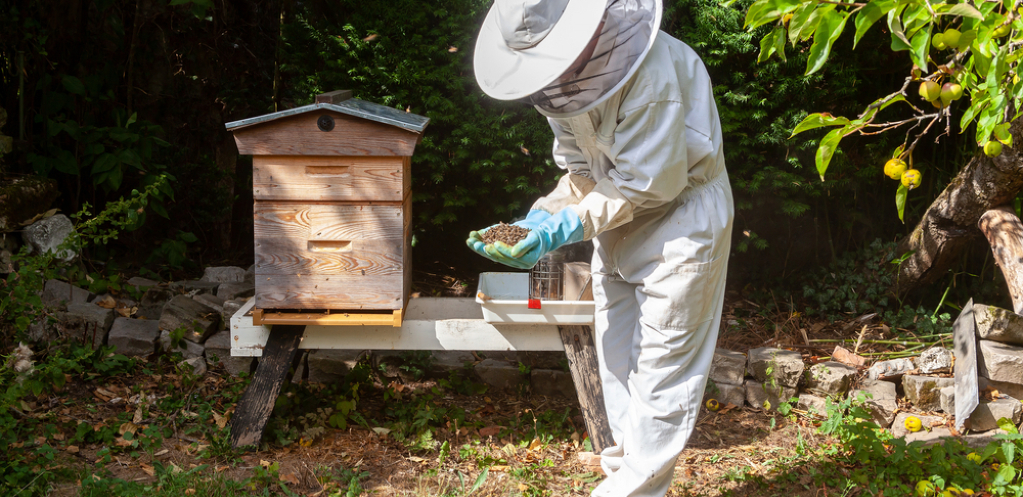 PČELARI BESNI, NAPRAVLJENA ŠTETA OD 144 HILJADE EVRA! Životinje im padaju mrtve, sumnjaju na ovo