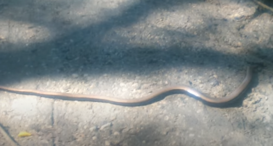 VRAČAR DOBIO NOVOG STANOVNIKA Voli da sunča, i mnogo je lep