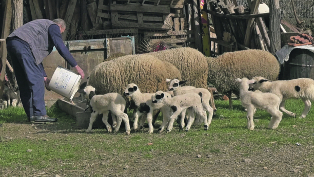 FENOMEN U ŠUMADIJI! Sedam ovaca na svet donelo 21 jagnje Belka ojagnjila pet mladunaca