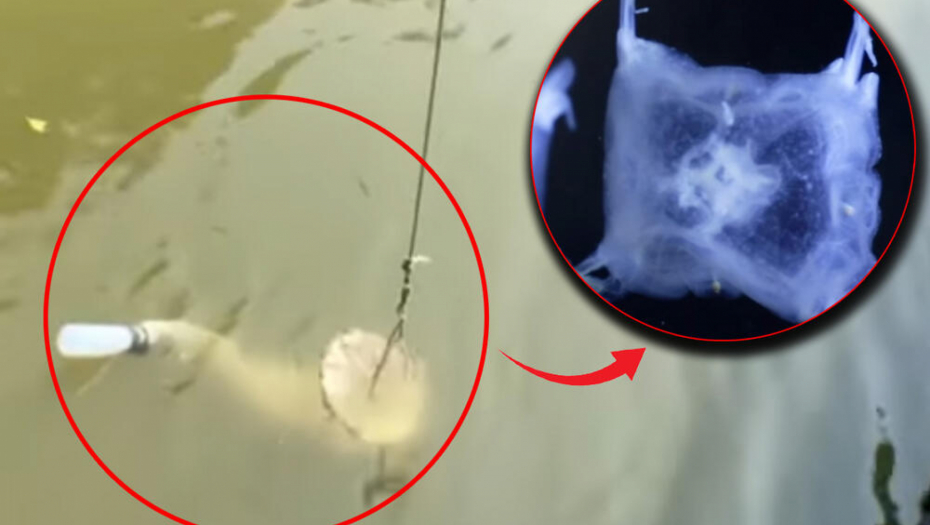 ČUDNO STVORENJE PRONAĐENO U JEZERU Niko ne zna koliko dugo se krilo u mutnoj vodi, ali naučnici uspeli da ga uhvate (VIDEO)