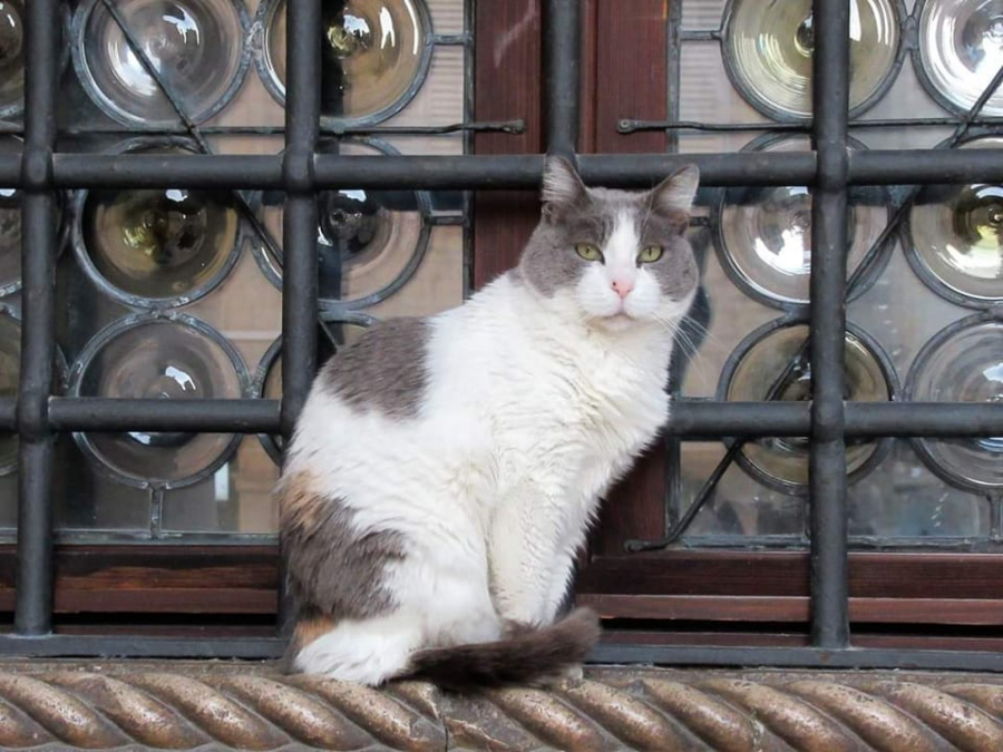 TUGA! Čuvena kneginja Anastazija iz Dubrovnika napustila ovaj svet, ceo svet je oplakuje