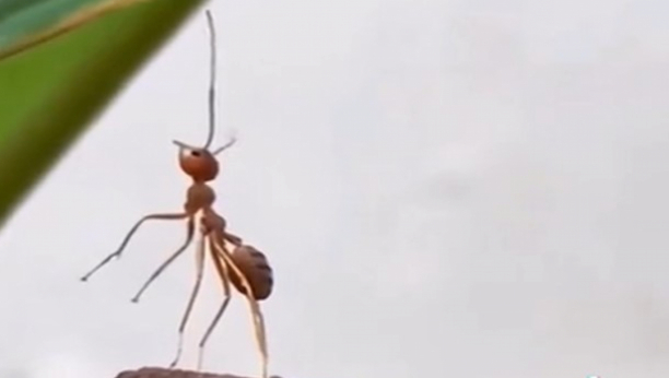 NAJTUŽNIJI MRAV NA SVETU Ljudi plaču zbog ove slike i ne veruju da jecaju zbog jednog mrava