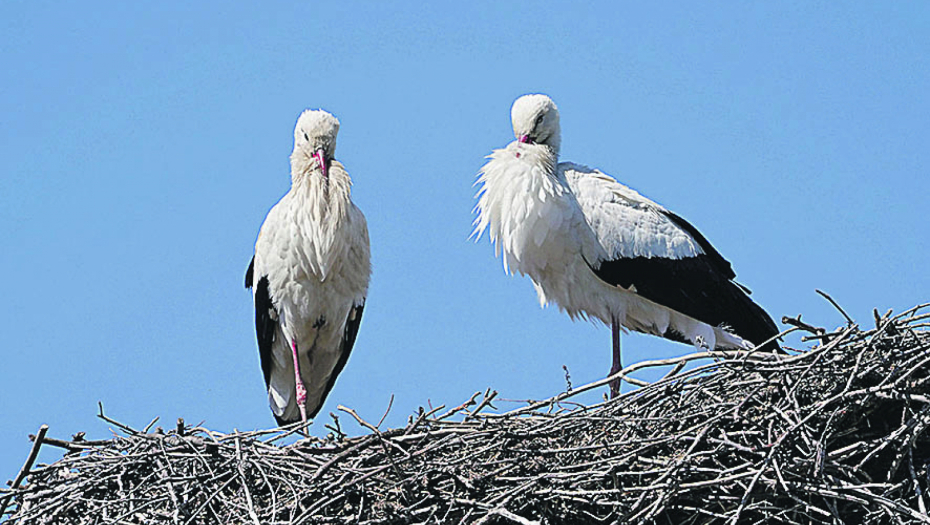 VRATILE SE RODE Vesnici proleća snimljeni u Pančevu, građani presrećni (VIDEO)