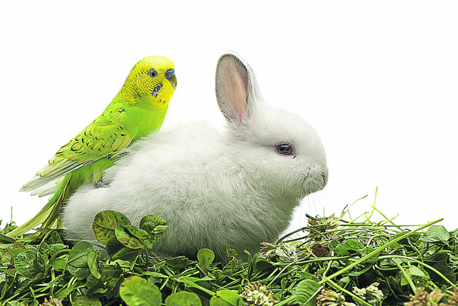 DRUŽELJUBIVI PAPAGAJI Saznajte sve o tigricama, najpopularnijim kućnim ljubimcima posle pasa i mačaka