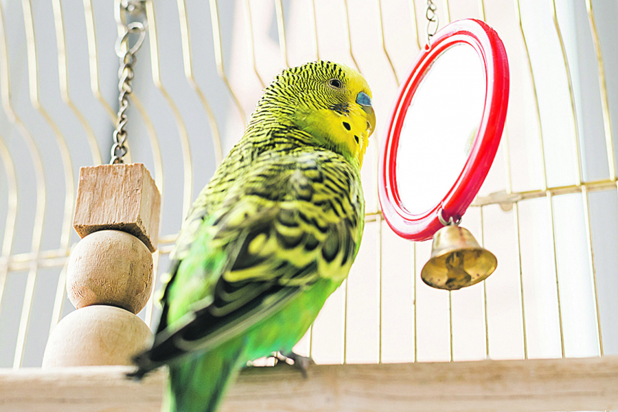 DRUŽELJUBIVI PAPAGAJI Saznajte sve o tigricama, najpopularnijim kućnim ljubimcima posle pasa i mačaka