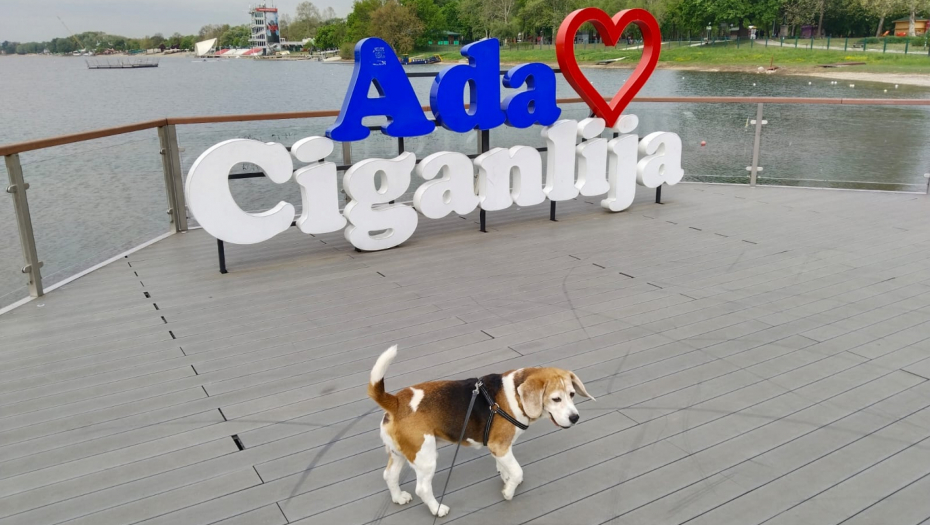 POREZ NA PSE? Novi predlog uznemirio vlasnike, ali neki misle ako se primeni da bi to bila prava stvar