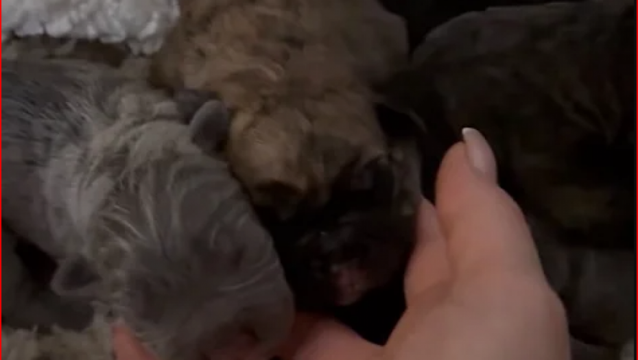 Prinova kod Kristine i Kristijana 