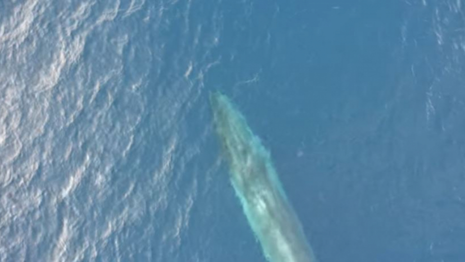 KITOVI SE POJAVILI U JADRANSKOM MORU! Dron snimio najveće sisare! (VIDEO)