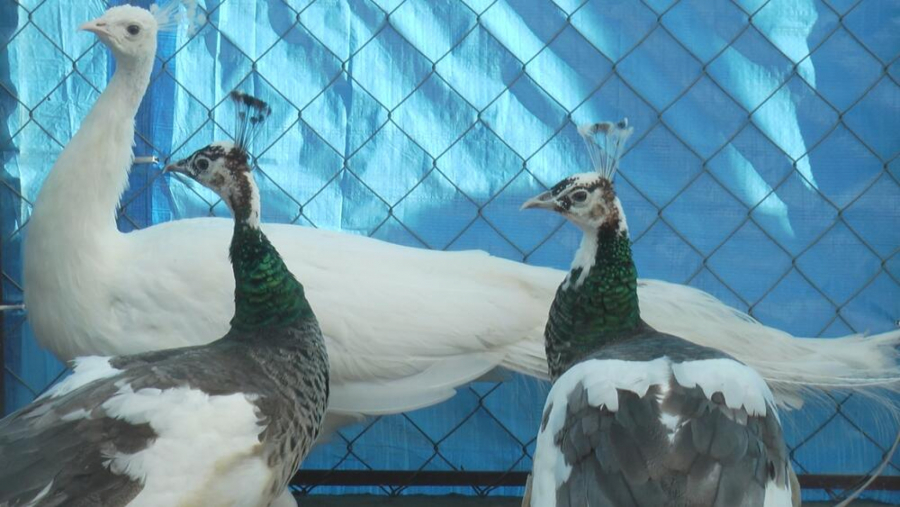 DRAGAN RAZVIO UNOSAN BIZNIS Uzgaja ptice koje mnogo vrede: Veruje se da ljudima donose sreću!