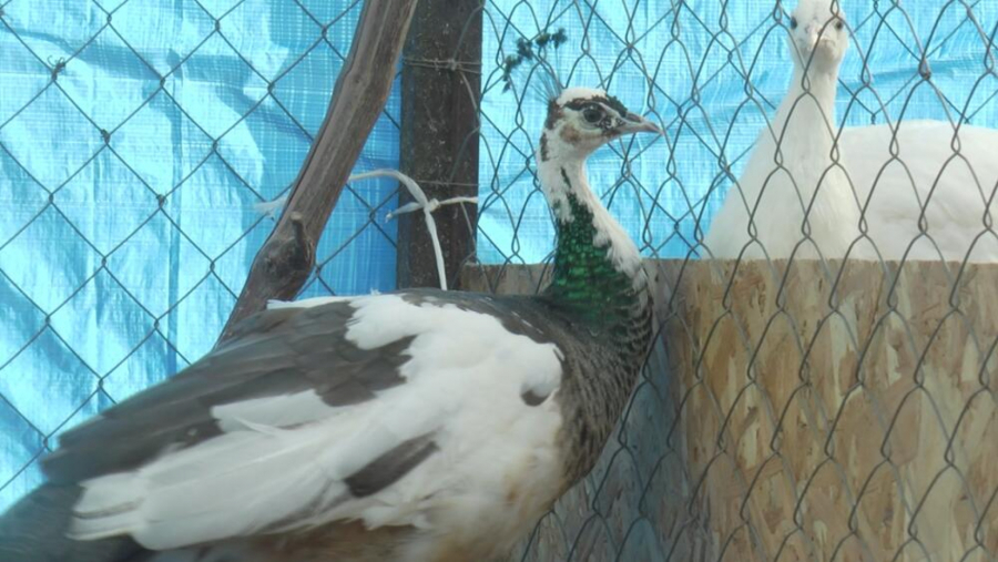 DRAGAN RAZVIO UNOSAN BIZNIS Uzgaja ptice koje mnogo vrede: Veruje se da ljudima donose sreću!