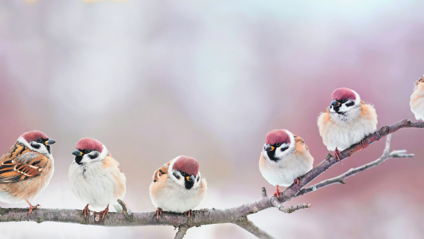 TEST Prelepih boja i raskošnih krila, ptice ulepšavaju našu planetu