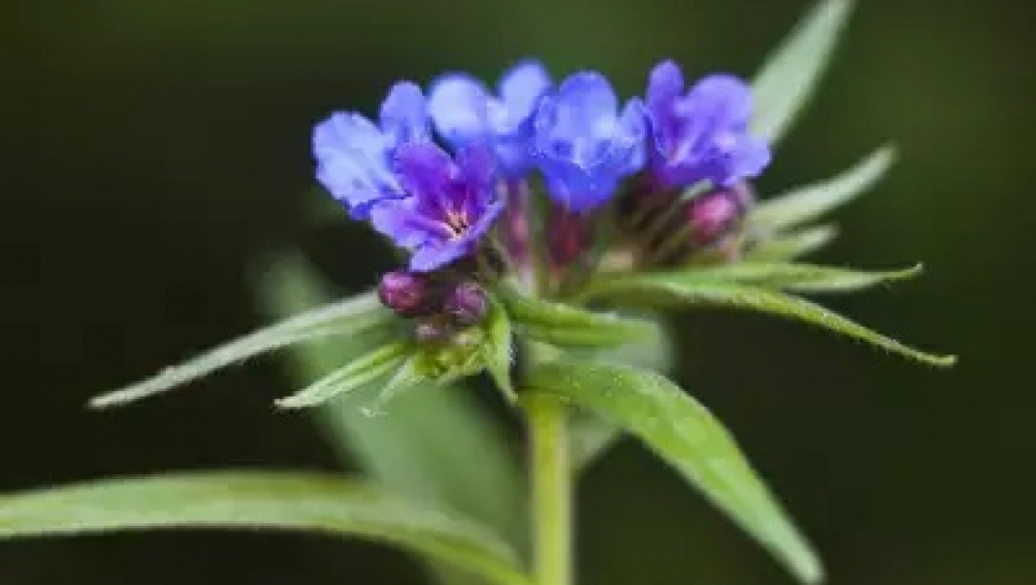 RASTE NA SVAKOM KORAKU, A VREDI KAO SUVO ZLATO Blagodeti ove biljke nemaju granicu