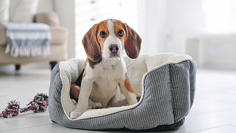 VIC DANA Dečak tražio od roditelja da mu kupe psa...