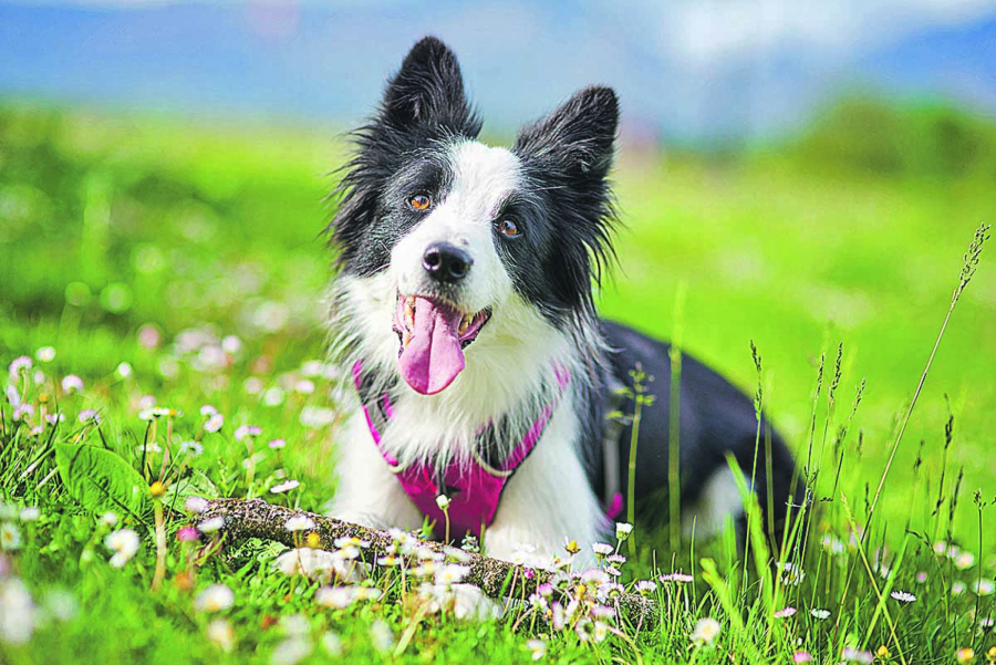 PSI KOJI ŽIVE NAJDUŽE Kinolozi otkrivaju deset rasa koje su dugovečne