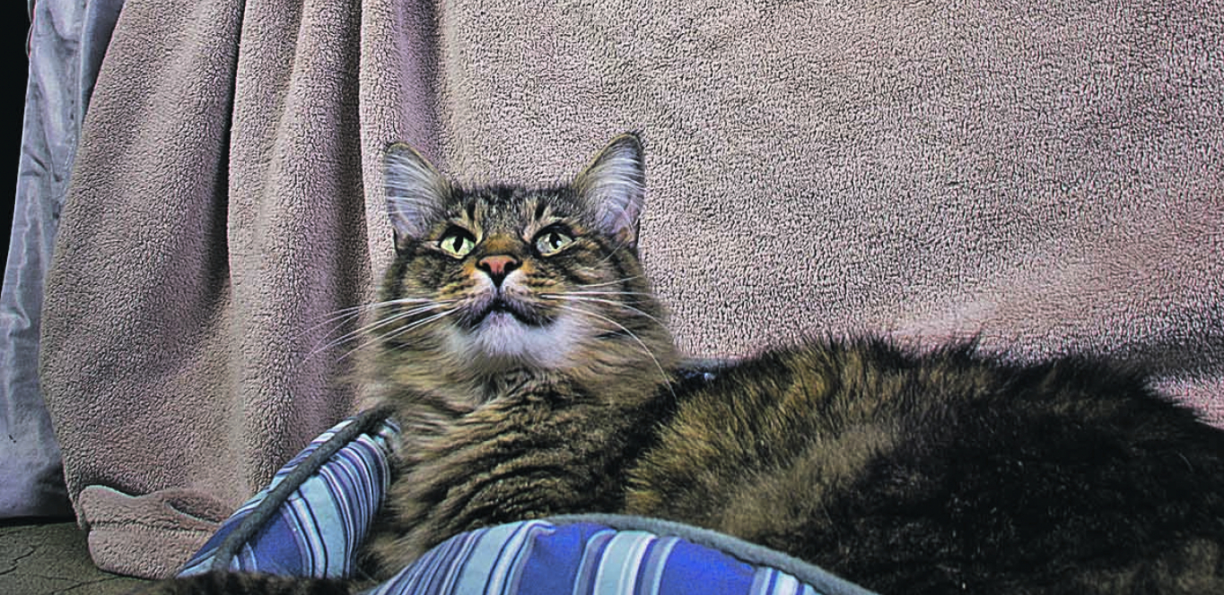 ZAŠTO MACA PLAČE? Noćno mjaukanje može od života da napravi pakao