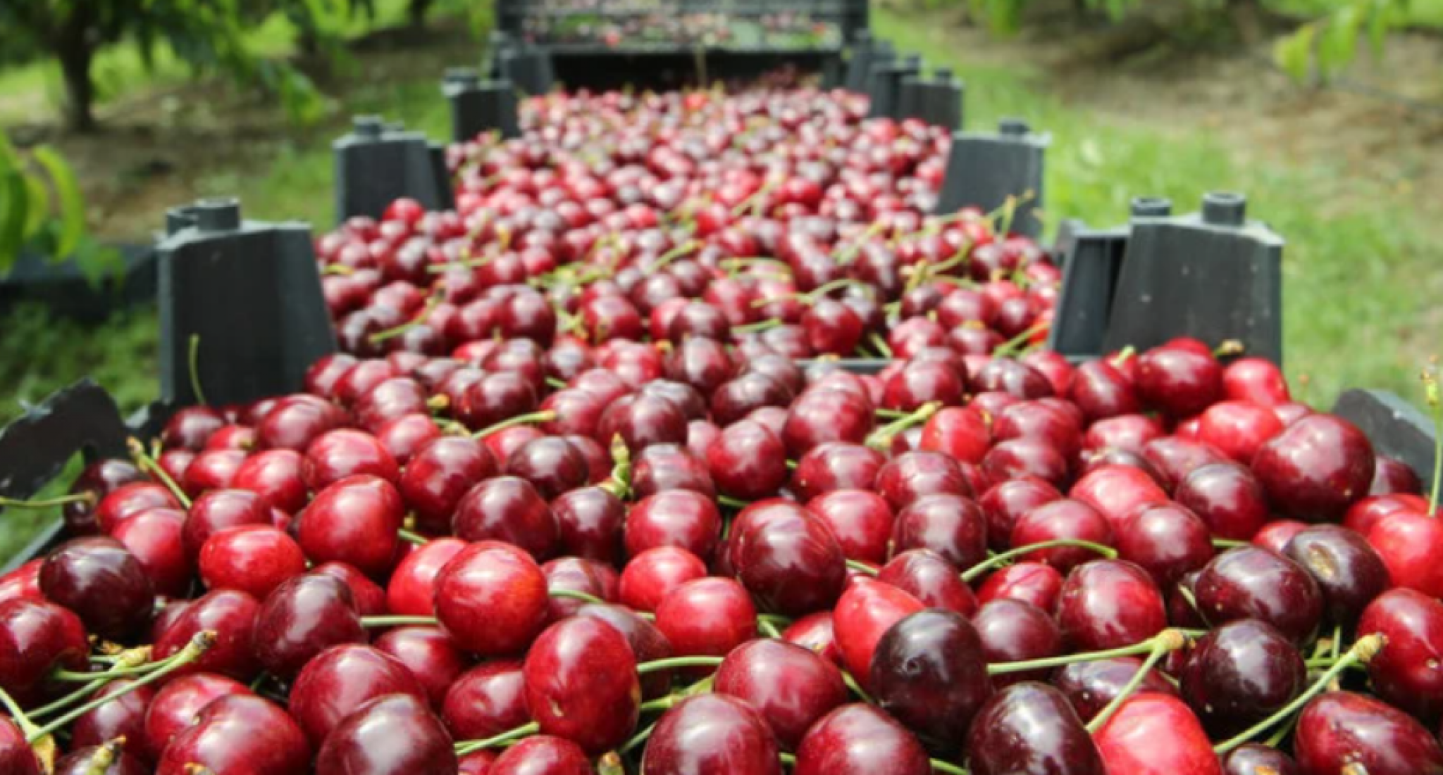 OD 200 DO 700 DINARA PO KILOGRAMU Loše vreme uništilo plodove, a ovo je spisak voća koje će ovog leta biti skupo na pijacama