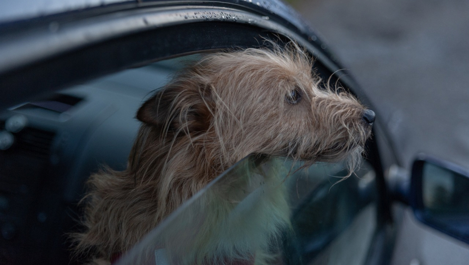 OBRATITE PAŽNJU: Ovim greškama tokok vožnje ugrožavate život psa