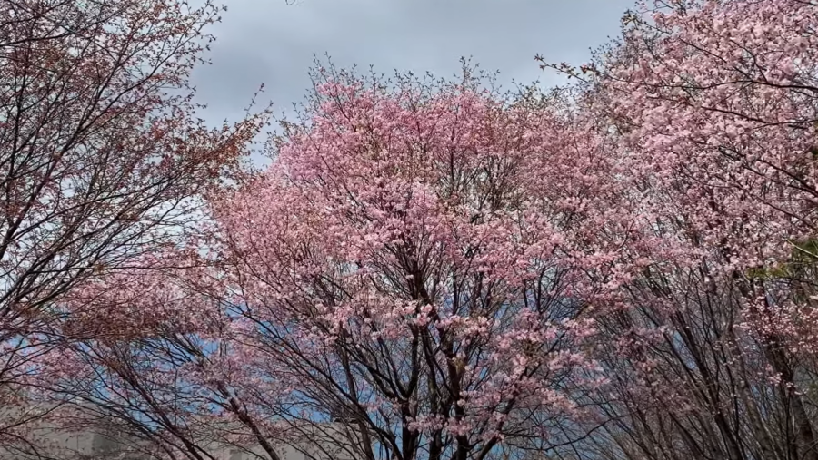 GDE OTPUTOVATI U MAJU Istražite fascinantne gradove i uzbudljive festivale ovog proleća uz našu listu najboljih destinacija za ovaj mesec