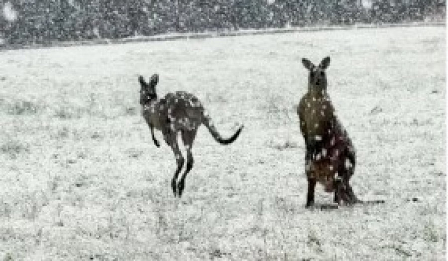 ZIMSKA IDILA U AUSTRALIJI Pogledajte kako su se kenguri raduju snežnom pahuljama