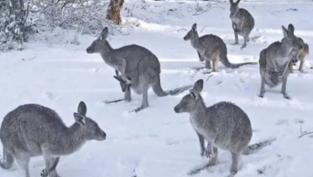 ZIMSKA IDILA U AUSTRALIJI Pogledajte kako su se kenguri raduju snežnom pahuljama