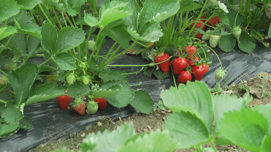 JAGODE VELIČINE ŠOLJICE ZA KAFU U SRBIJI Borišići se decenijama bave proizvodnjom jagoda, to je njihov prvi i najslađi dinar u sezoni (FOTO))