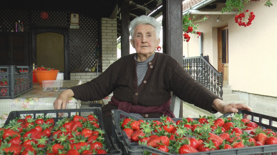 JAGODE VELIČINE ŠOLJICE ZA KAFU U SRBIJI Borišići se decenijama bave proizvodnjom jagoda, to je njihov prvi i najslađi dinar u sezoni (FOTO))