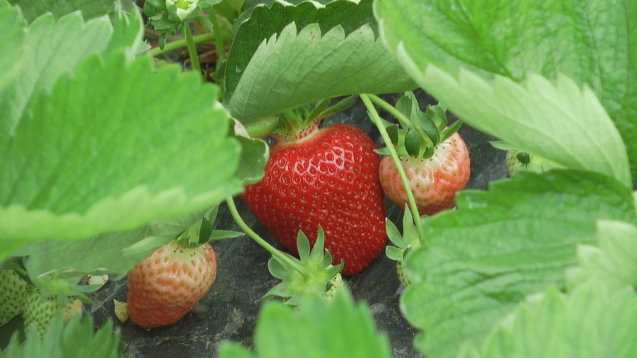 JAGODE VELIČINE ŠOLJICE ZA KAFU U SRBIJI Borišići se decenijama bave proizvodnjom jagoda, to je njihov prvi i najslađi dinar u sezoni (FOTO))