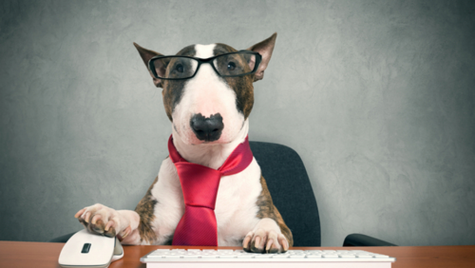 Iako vam se čini da vas nekad ne razumeju, psima ništa ne promiče i sve primećuju