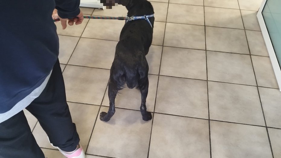 STRAVIČNO ZLOSTAVLJANJE PSA Odsečene mu prednje šape, ima mnogo rana po telu, ostavljen da iskrvari