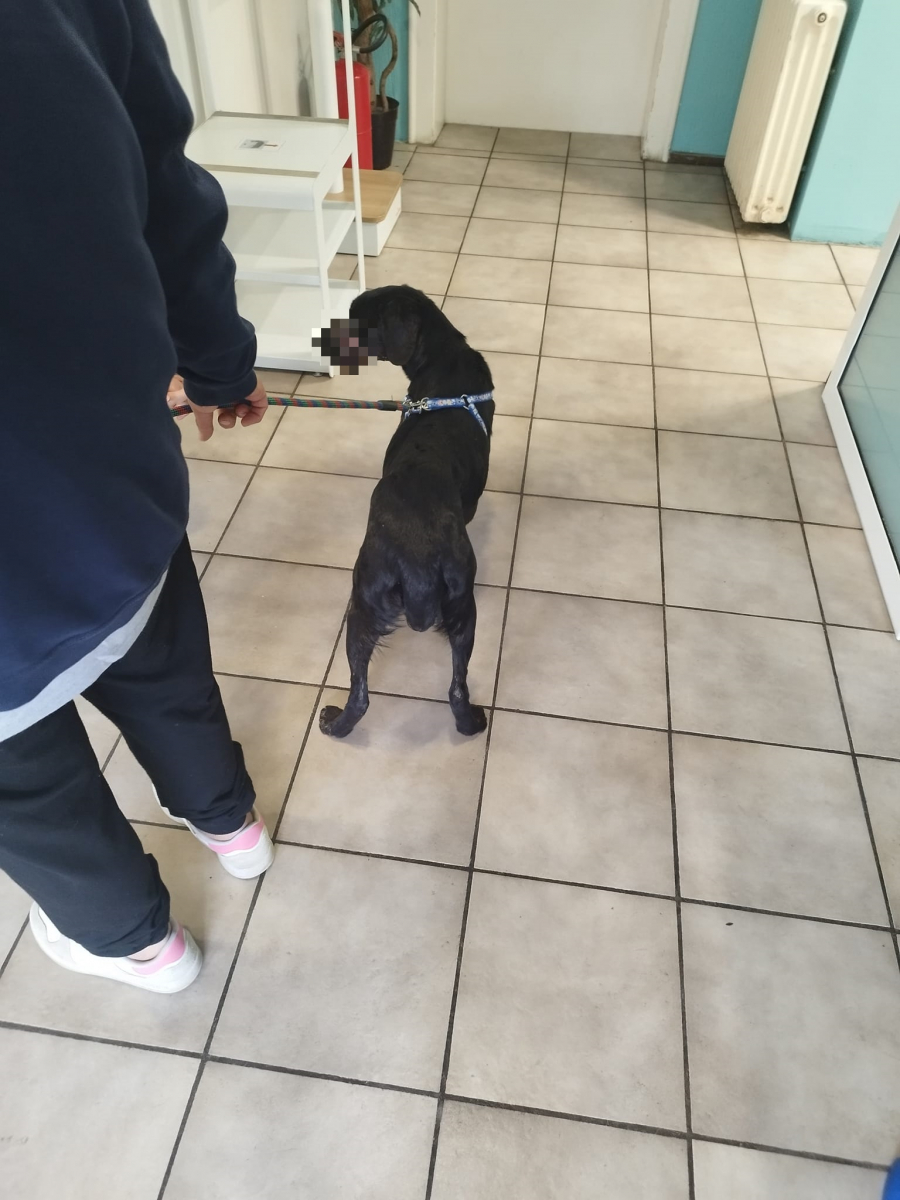 NOV MONSTRUOZNI SLUČAJ ZLOSTAVLJANJA PSA KOD KIKINDE! Veterinari kažu da ovako nešto nikada nisu videli