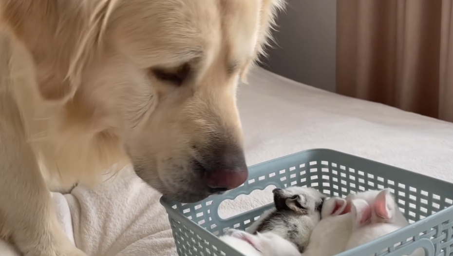 NAJSLAĐI VIDEO  Zlatni retriver prvi put upoznao bebe zečeve (VIDEO)