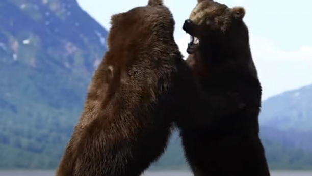 "AKO KRENU NA NAS BACI SVE I BEŽI!" Jeziva tuča medveda, sve gledali sa par metara! (VIDEO)