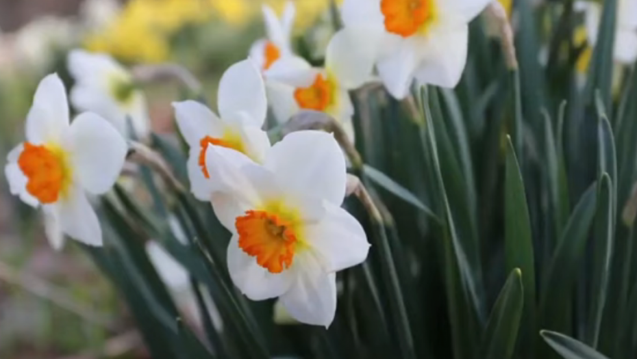 DA LI TREBA UNOSITI NARCIS U KUĆU Evo koja je simbolika ove biljke i šta donosi u dom