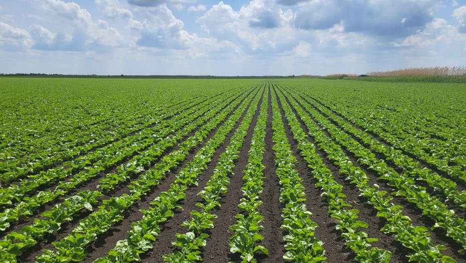 LUKSUZ KOJI JE POSTAO OPASNOST ZA ZDRAVLJE Prekomerna konzumacija šećera u eri masovne proizvodnje