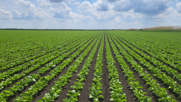 LUKSUZ KOJI JE POSTAO OPASNOST ZA ZDRAVLJE Prekomerna konzumacija šećera u eri masovne proizvodnje